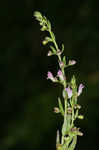 South Americn skullcap